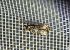 Endothenia sp. 