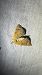 Eulithis testata 