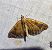 Eulithis testata 