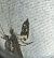 Endothenia sp. 