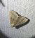 Herminia tarsicrinalis 