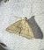 Herminia tarsicrinalis 