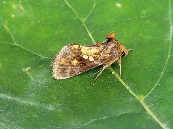 Chrysodeixis chalcites  - Thomas Lux