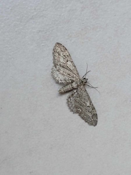 Eupithecia nanata  - Thomas Lux