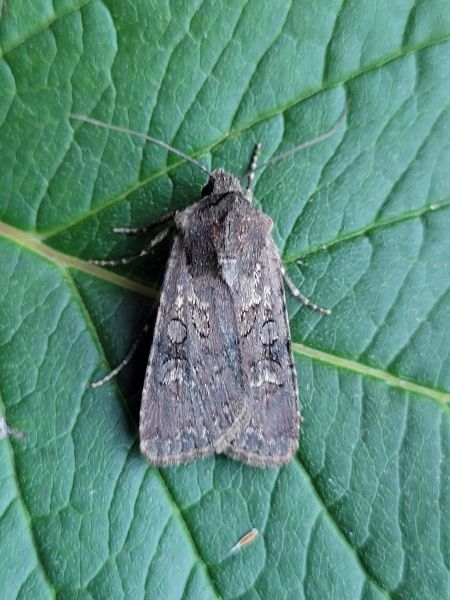 Euxoa nigricans  - Thomas Lux