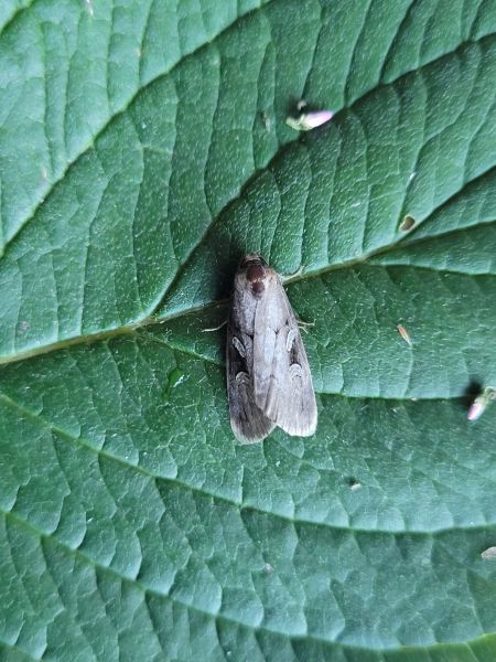 Stilbia anomala  - Thomas Lux
