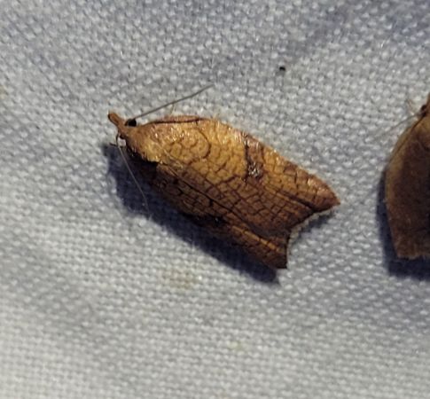 Acleris rhombana  - Thomas Lux