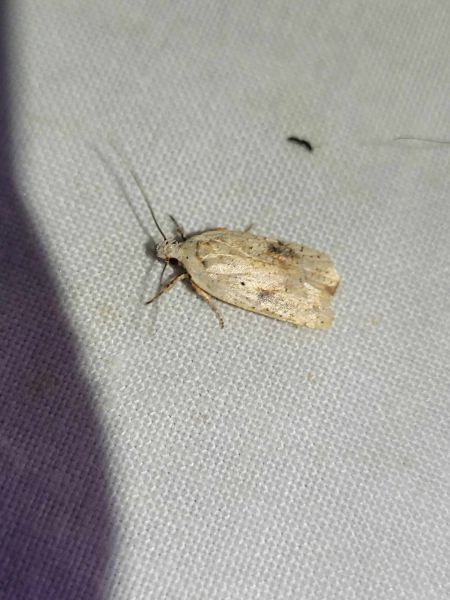 Agonopterix nervosa  - Thomas Lux