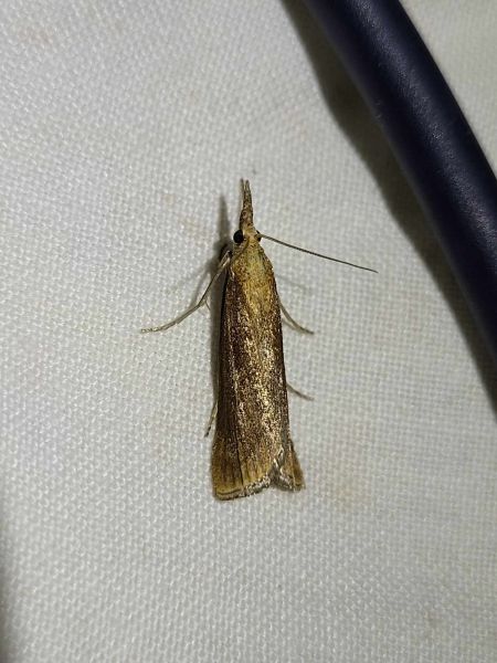 Hypochalcia ahenella  - Thomas Lux