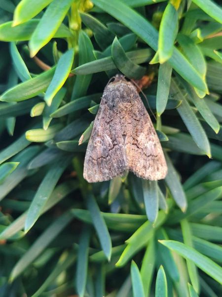 Aedia leucomelas  - Thomas Lux