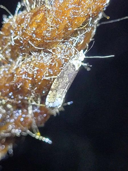 Ypsolopha sequella  - Thomas Lux