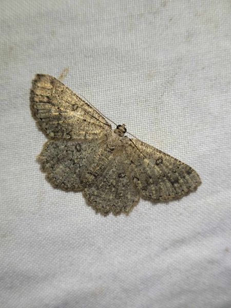 Charissa obscurata  - Thomas Lux