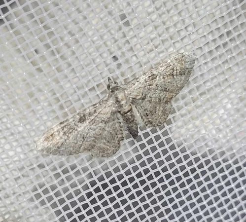 Eupithecia impurata  - Thomas Lux