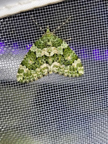 Chloroclysta miata  - Thomas Lux