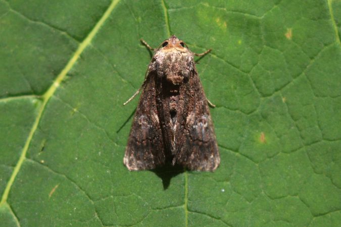 Aedia leucomelas  - Thomas Lux