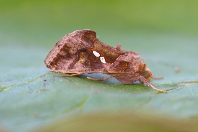 Chrysodeixis chalcites  - Thomas Lux