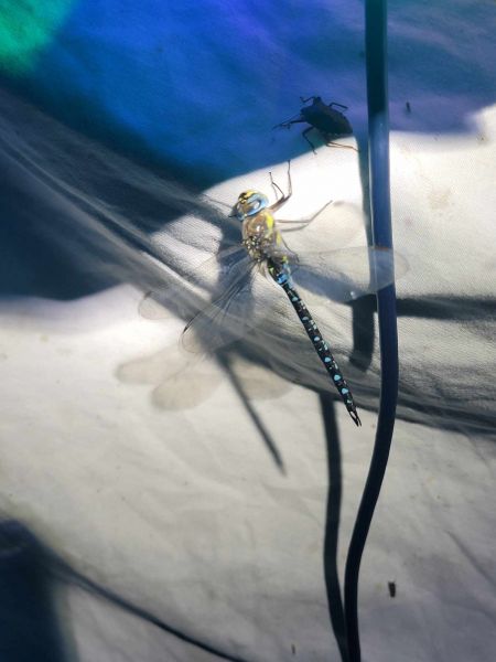 Migrant Hawker  - Thomas Lux