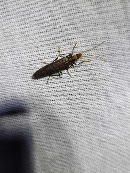 Oedemera femoralis  - Thomas Lux