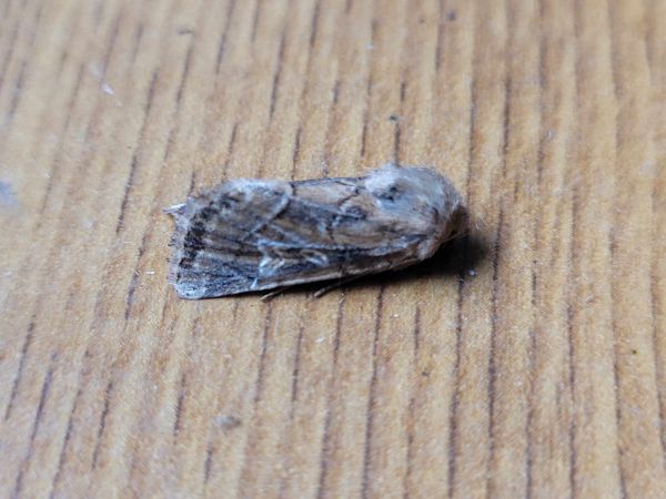 Luperina dumerilii  - Thomas Lux