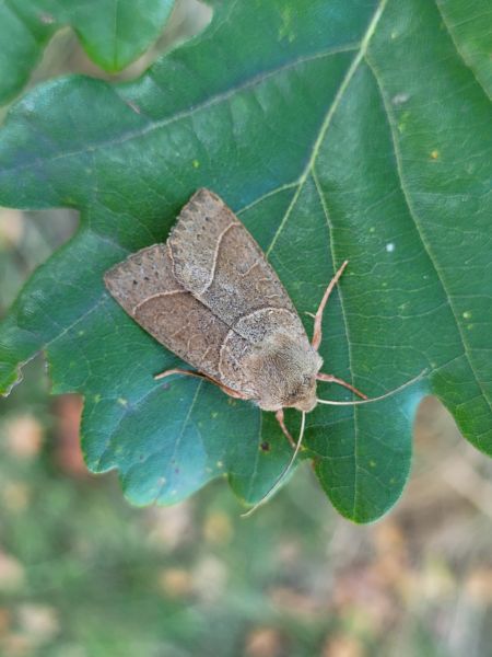 Mesogona acetosellae  - Thomas Lux