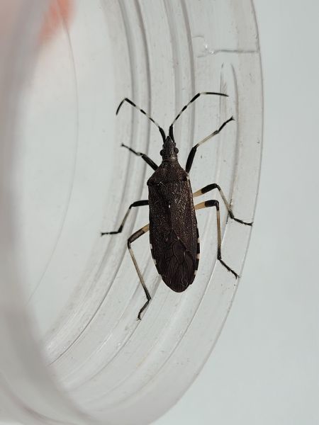 Dicranocephalus agilis  - Thomas Lux