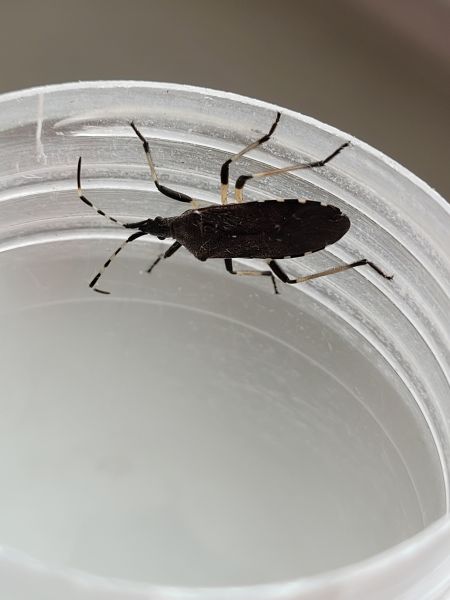 Dicranocephalus agilis  - Thomas Lux