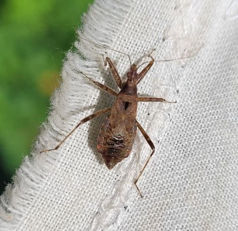 Himacerus apterus  - Thomas Lux