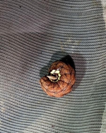 Actinotia polyodon 
