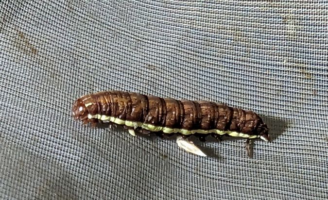 Actinotia polyodon 