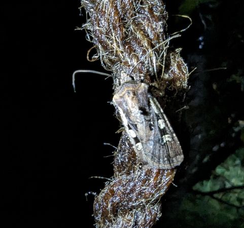 Euxoa obelisca 