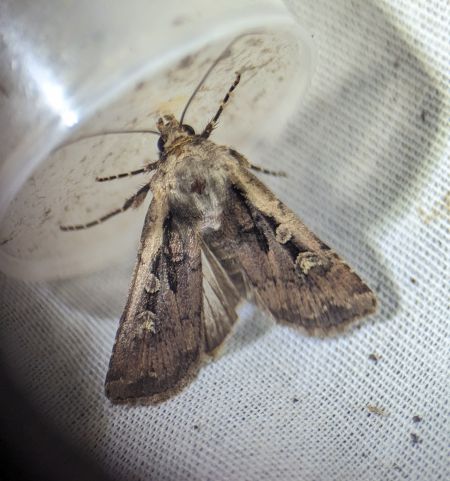 Euxoa obelisca 