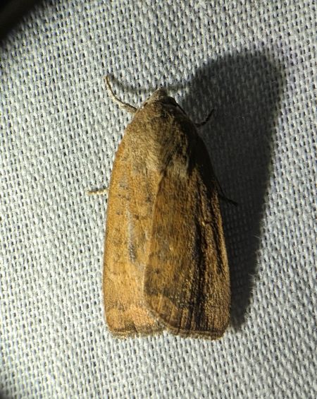 Noctua interjecta 