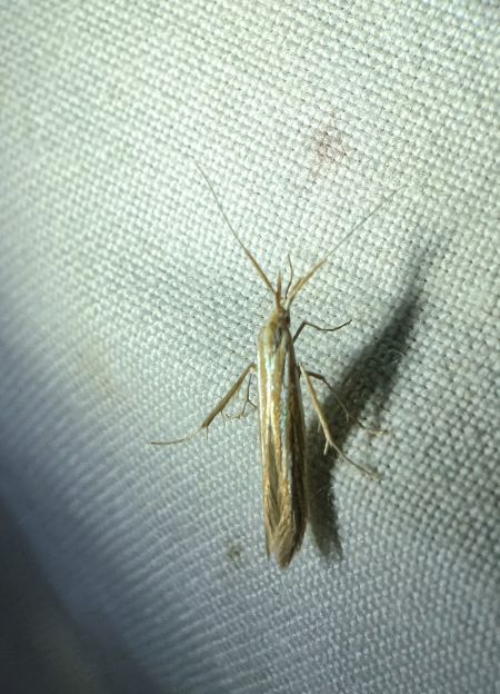 Coleophora ochrea 