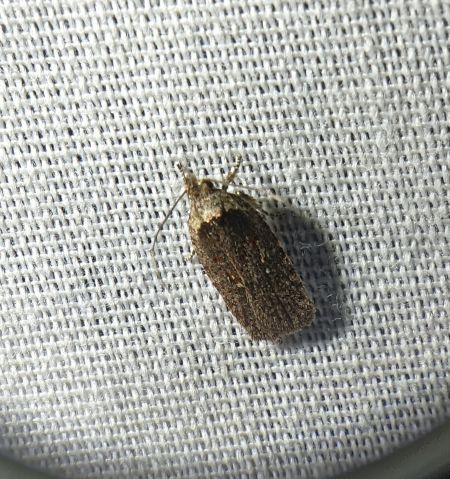 Agonopterix oinochroa 