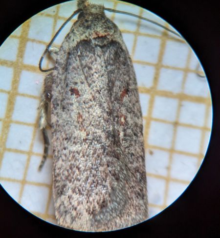 Agonopterix oinochroa 