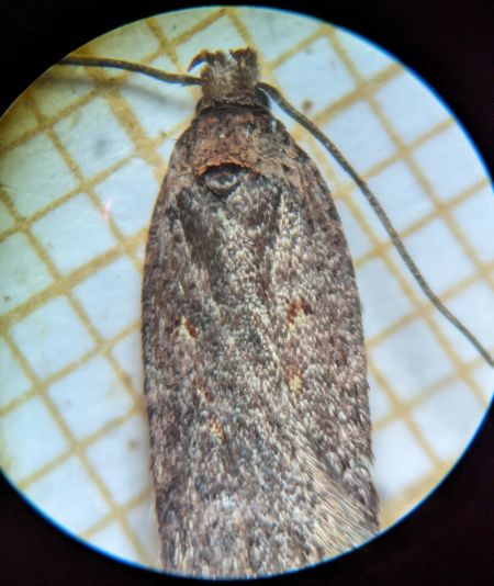 Agonopterix oinochroa 