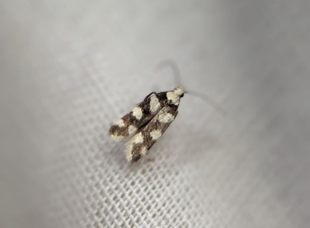 Pseudotelphusa tessella 