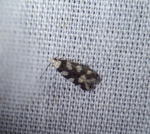 Pseudotelphusa tessella 