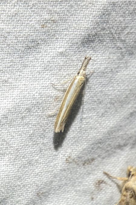 Pleurota aristella 