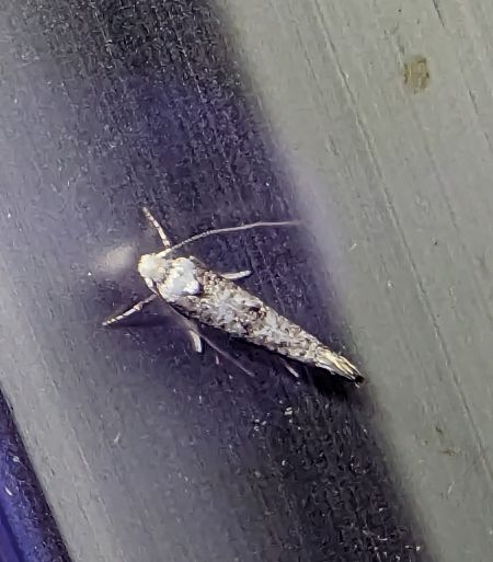 Paraswammerdamia albicapitella 