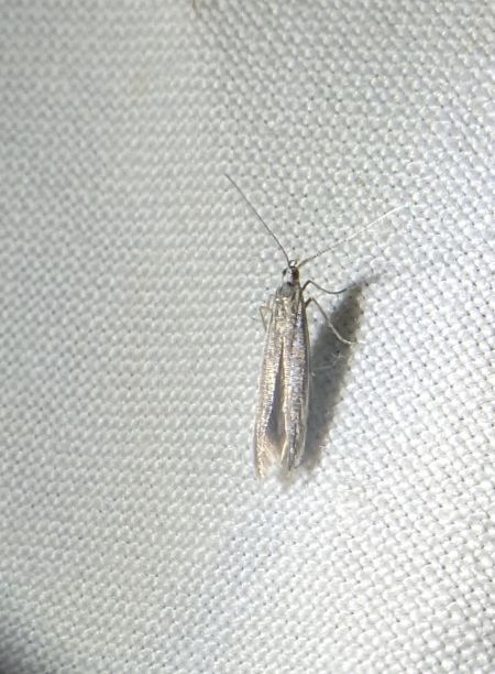 Coleophora indéterminé 