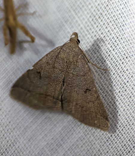 Zanclognatha lunalis 