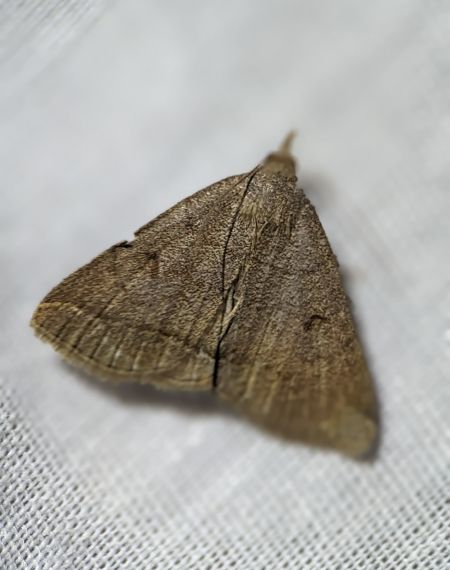 Zanclognatha lunalis 
