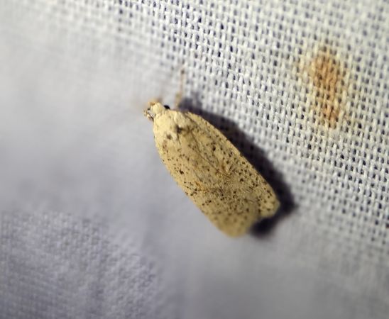 Agonopterix indéterminé 