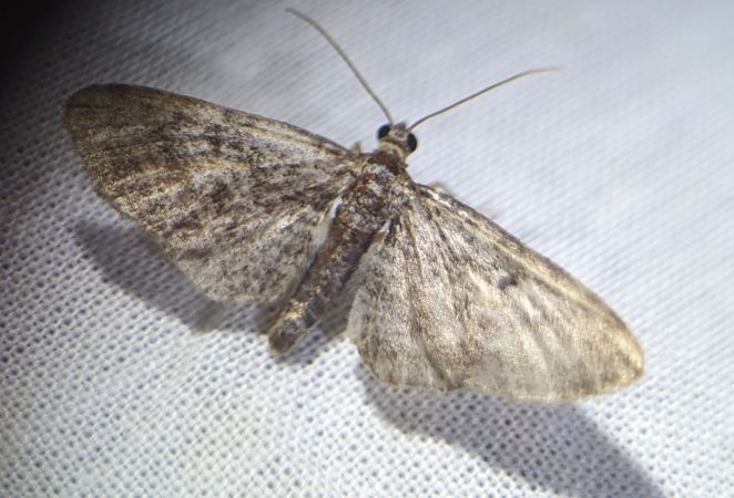 Eupithecia icterata 