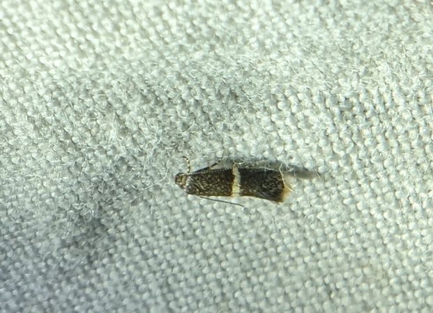 Elachista sp. 