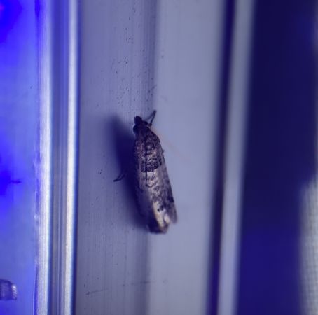 Notocelia incarnatana 