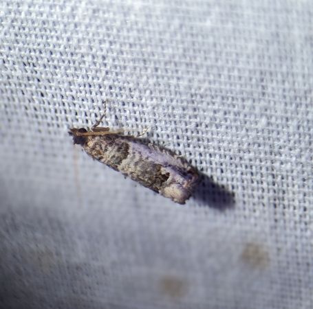 Notocelia incarnatana 