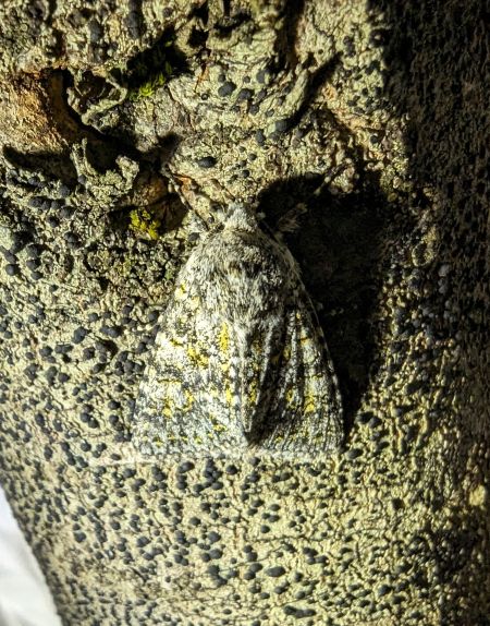 Polymixis xanthomista 