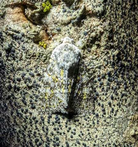 Polymixis xanthomista 